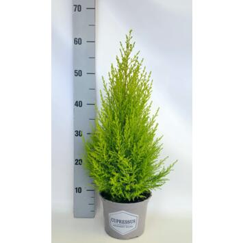 image CUPRESSUS GOLD PYRAM