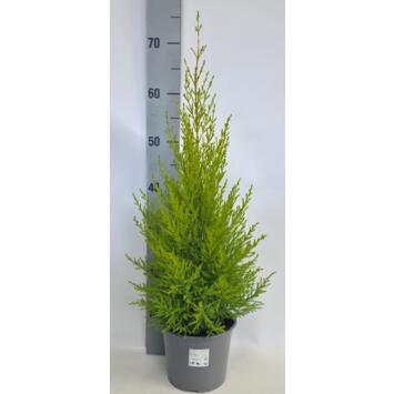 image CUPRESSUS GOLD PYRAM