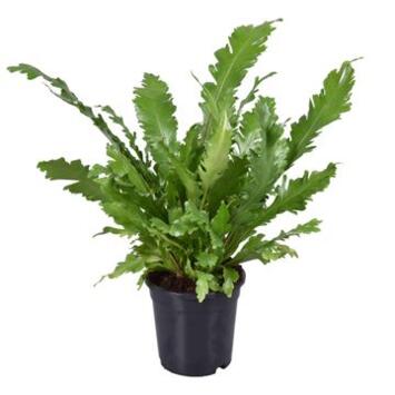 image ASPLENIUM CAMPIO