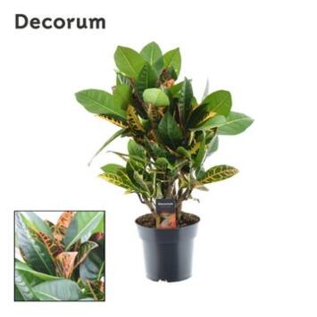 image CROTON PETRA RAMIFIE DECORUM