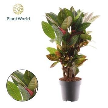 image CROTON PETRA RAMIFIE DECORUM