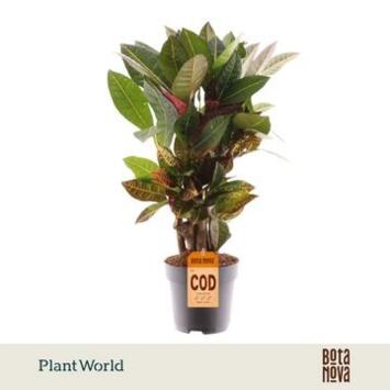 image CROTON PETRA RAMIFIE DECORUM