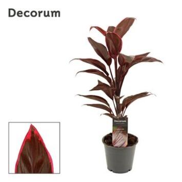 image CORDYLINE MAMBO