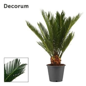 image CYCAS 6FEUILLES