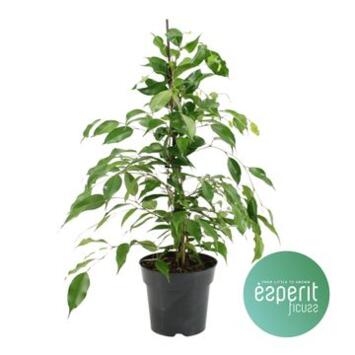 image FICUS BENJAMINA DANITA