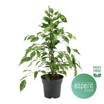 image FICUS BENJAMINA DANITA