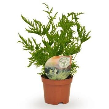 image PTERIS STRAMINEA