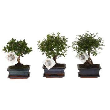 image BONSAI VARIE BOULE CERAM