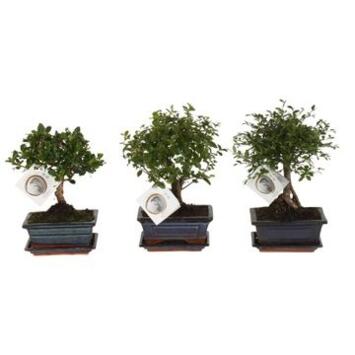 image BONSAI VARIE BOULE CERAM