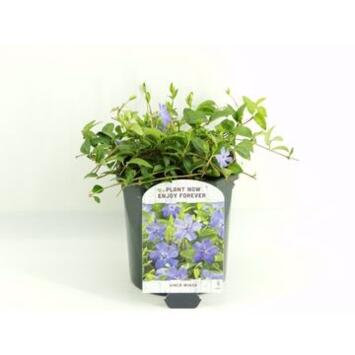 image CATHARANTHUS VINCA