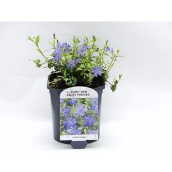 image CATHARANTHUS VINCA