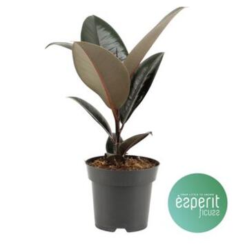 image FICUS ABIDJAN