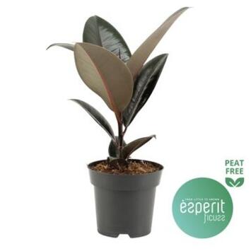 image FICUS ABIDJAN