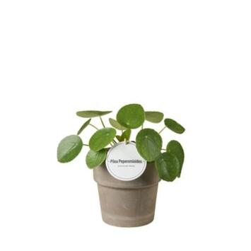 image PILEA PEPEROMOIDES P TERRACOTTA