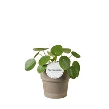 image PILEA PEPEROMOIDES P TERRACOTTA