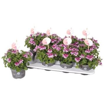 image PELARGONIUM GRANDIFLORUM ANGEL ODORANT