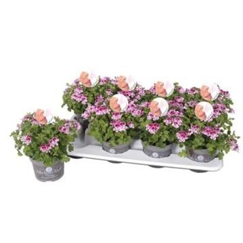 image PELARGONIUM GRANDIFLORUM ANGEL ODORANT
