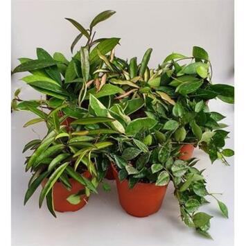 image HOYA CARNOSA VARIE 4PP
