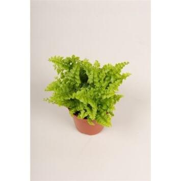 image NEPHROLEPIS GREEN FANTASY