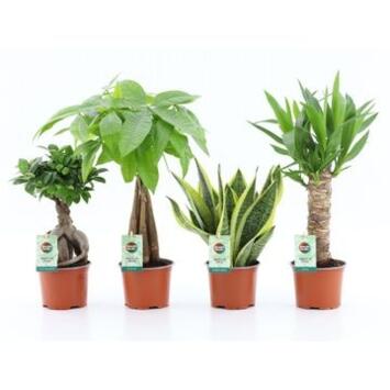 image PLANTES VERTES VARIEES