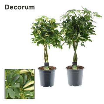 image SCHEFFLERA VARIE TRESSE TIGE