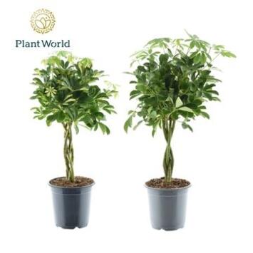 image SCHEFFLERA VARIE TRESSE TIGE