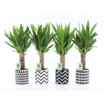 image YUCCA CERAM