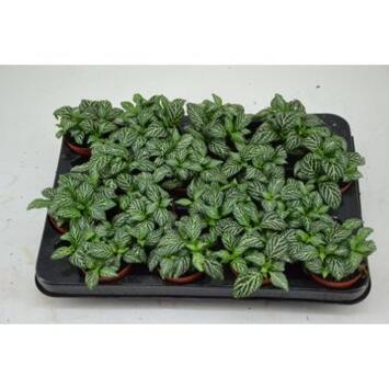 image FITTONIA MARBLE GREEN