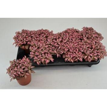 image FITTONIA PINK FOREST FLAME