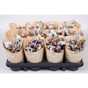 image BEGONIA REX
