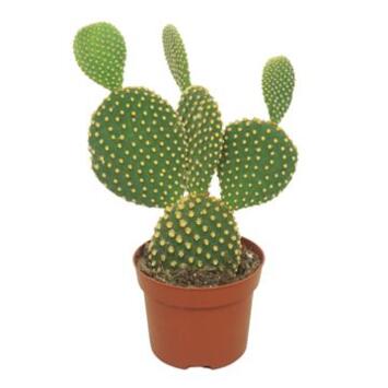 image CACTUS OPUNTIA MICRODASYS