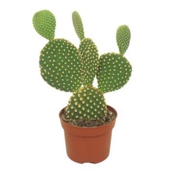 image CACTUS OPUNTIA MICRODASYS