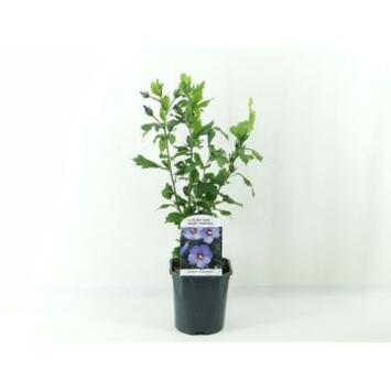 image HIBISCUS SYRIACUS