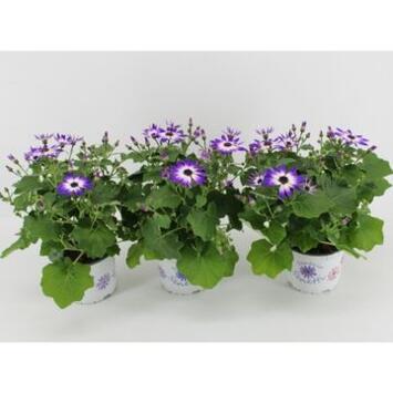 image CINERAIRE SENETTI VIOLET
