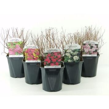 image SPIRAEA JAPONICA VARIE