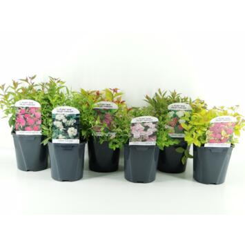 image SPIRAEA JAPONICA VARIE