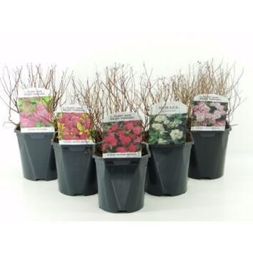 image SPIRAEA JAPONICA VARIE