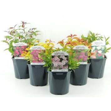 image SPIRAEA JAPONICA VARIE