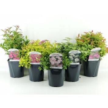 image SPIRAEA JAPONICA VARIE