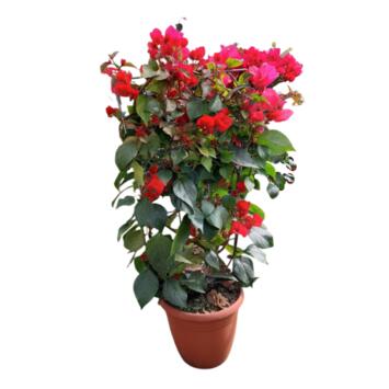 image BOUGAINVILLIER COULEUR PALISSE