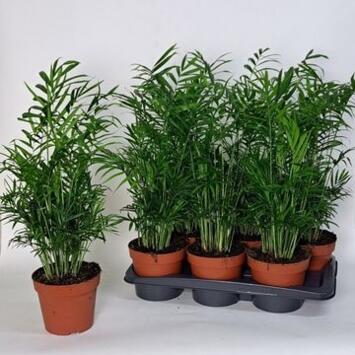 image CHAMAEDOREA ELEGANS