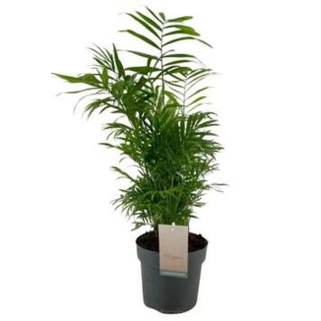 image CHAMAEDOREA ELEGANS