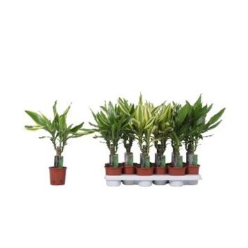 image DRACAENA COAST VARIES TIGE 20CM