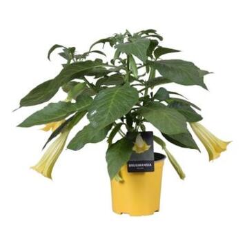 image BRUGMANSIA JAUNE