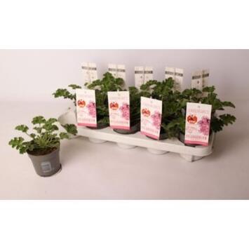 image PELARGONIUM ANTI MOSQUITO