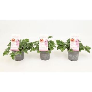 image PELARGONIUM ANTI MOSQUITO