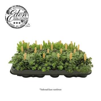 image PLANTES VERTES VARIEES BAMBINO