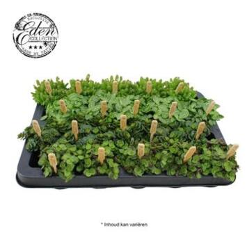 image PLANTES VERTES VARIEES BAMBINO