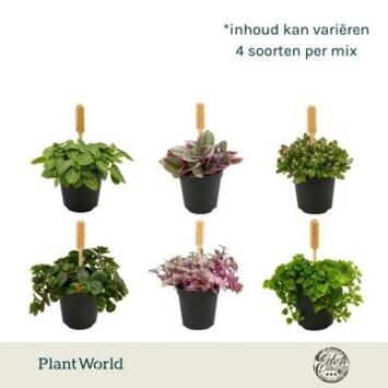 image PLANTES VERTES VARIEES BAMBINO