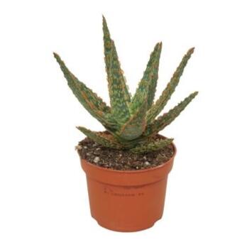 image ALOE DANNYZ
